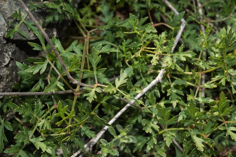 Oreoselinum nigrum
